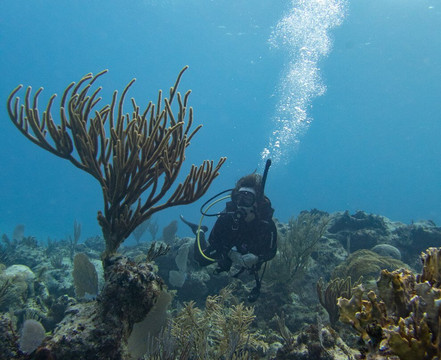 Valentine's Dive Center-哈勃岛必去景点