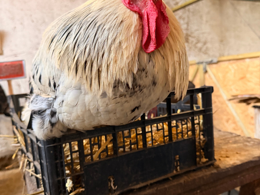 Kinedale Donkeys-Ballynahinch必去景点