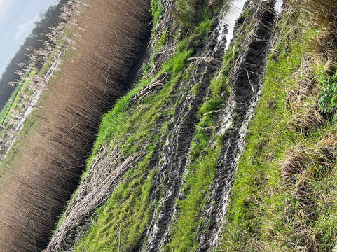 WWT Steart Marshes-布里奇沃特必去景点