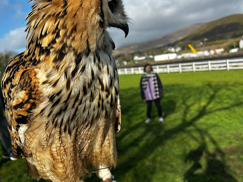 Kingdom Falconry - Dingle-丁格尔必去景点