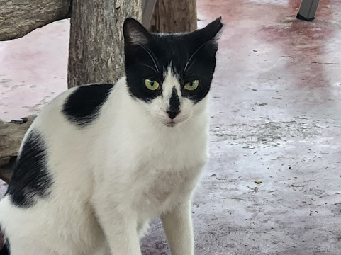 Yardie Tours-奥乔里奥斯必去景点