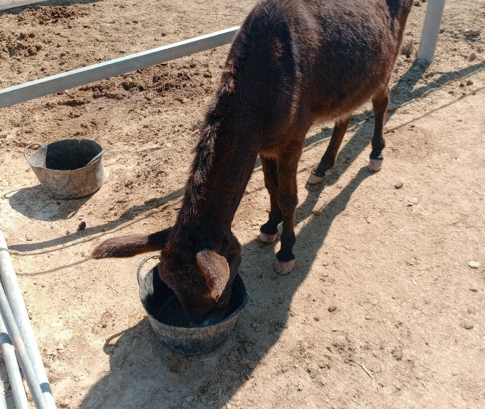 Easy Horse Care Rescue Centre-罗哈莱斯必去景点