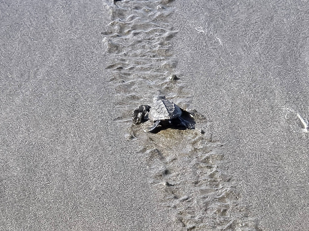 Buddha Brothers Vacation Planning-哥斯达黎加安东尼奥国家公园必去景点