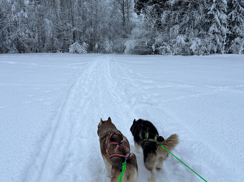 Openlappland-Amsele必去景点