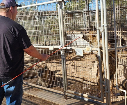 Forever Wild Exotic Animal Sanctuary-Phelan必去景点