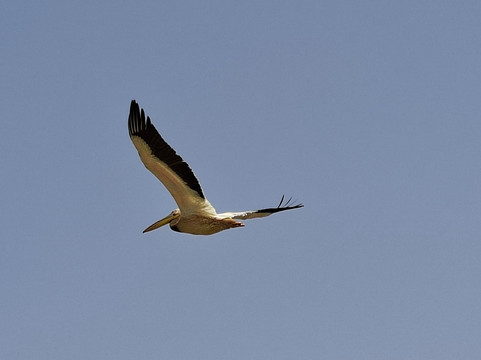 朱吉鸟类保护区-圣路易必去景点