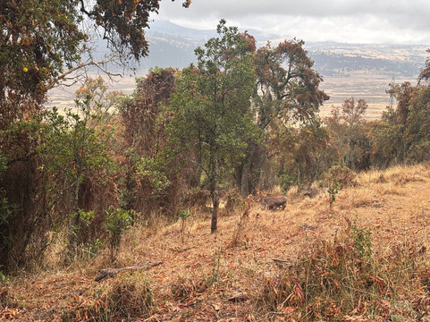 Bale Mountains Trekking Tours-Bale Robe必去景点