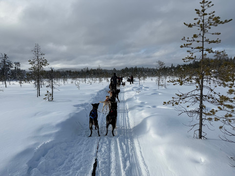 Arctic Circle Husky Park-罗瓦涅米必去景点
