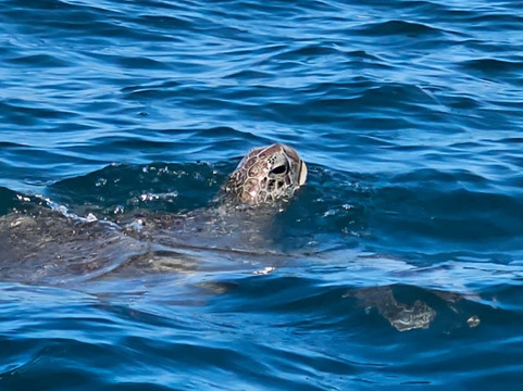 Speed Boat Seaduction-马喜埔必去景点
