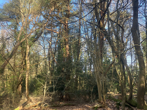 Ashdown Forest-Wych Cross必去景点