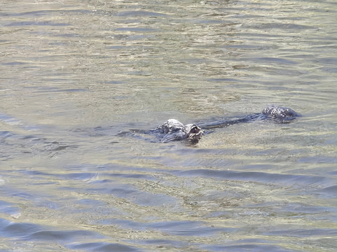 Ragin Cajun Airboat Tours-新奥尔良必去景点