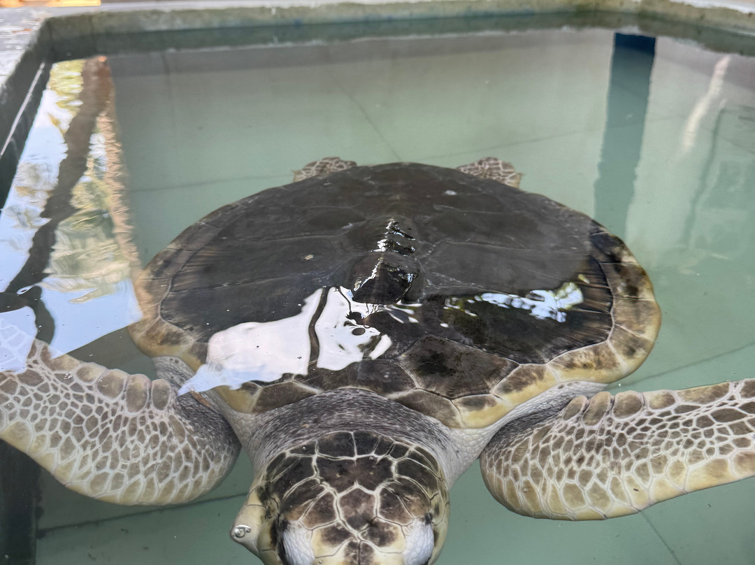 Sea Turtle Farm Galle Mahamodara-加勒必去景点