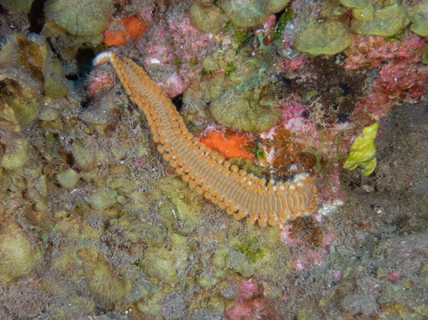 Sea Saba Dive Center-Windwardside必去景点