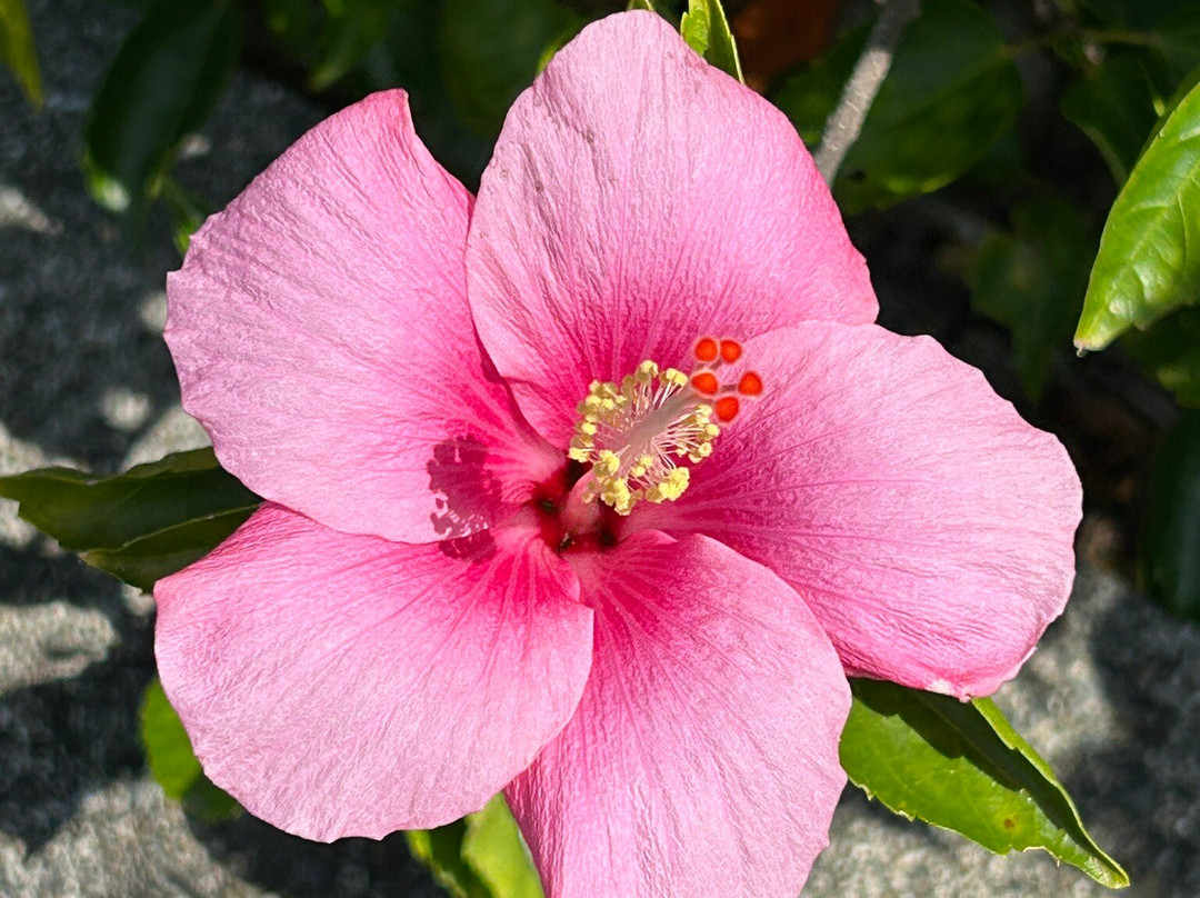 Shodon Deigo Trees-濑户内町必去景点