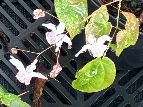 Kwekerij Morning Glory-Aalsmeer必去景点