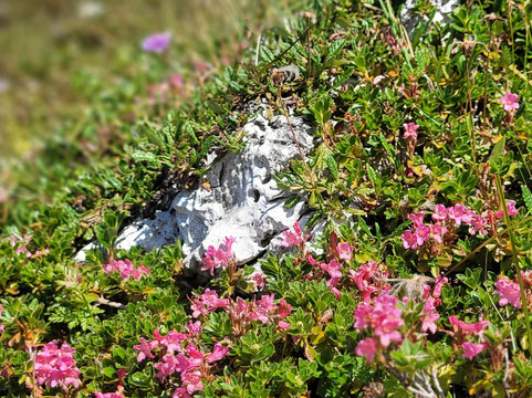 Furstin-Gina-Weg-马尔本必去景点