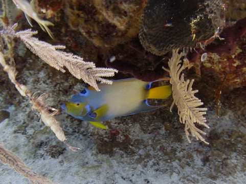 Aqua TCI-普罗维登西亚莱斯必去景点