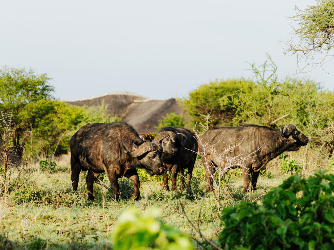 Olkarien Eco Safari Camp主图