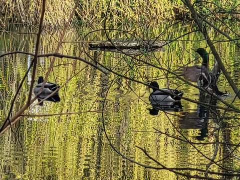 Marwell Zoo-温彻斯特必去景点