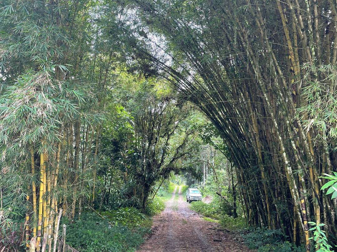 Canopy Bridge Lab-Archidona必去景点