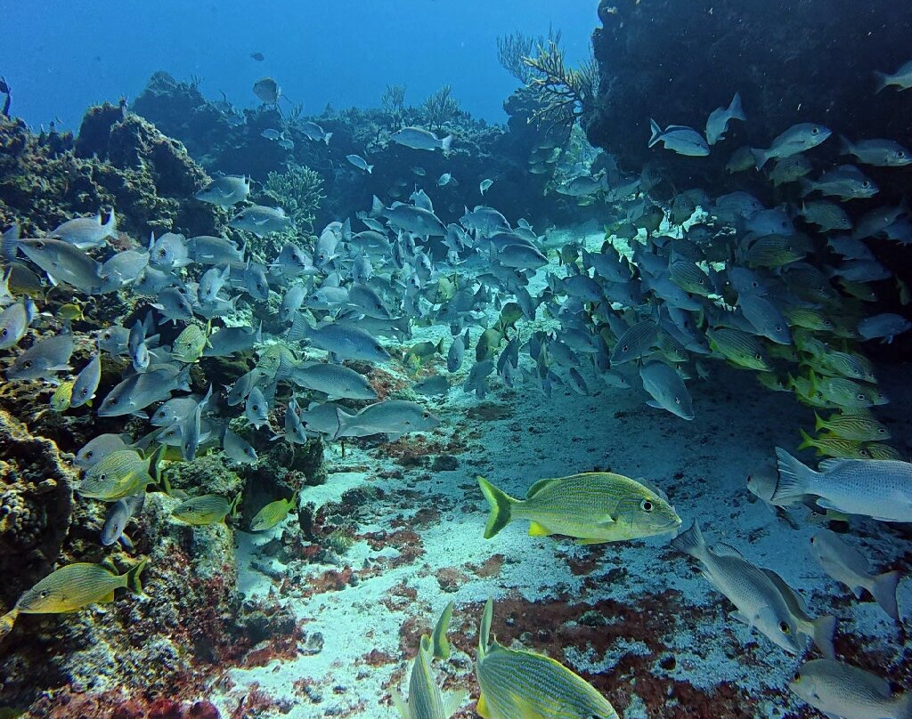 Remi Diving in Mexico-普拉亚德尔卡曼必去景点