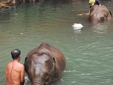 Airavata Elephant Foundation-邦隆必去景点