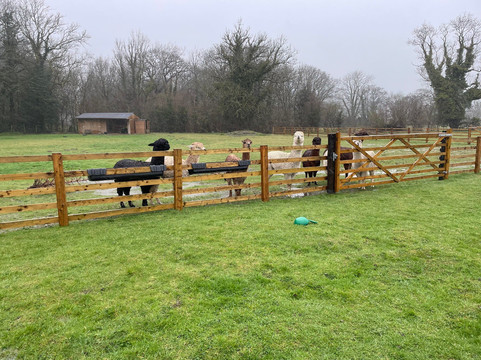 All About Alpacas Ltd.