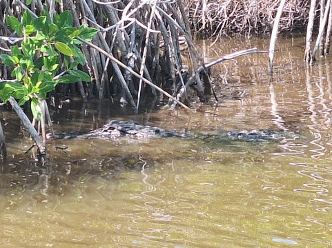 Wooten's Everglades Airboat Tour-奥乔皮必去景点