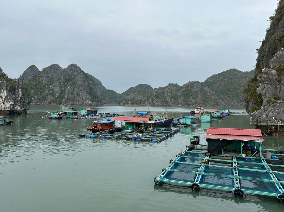 Cat Ba Eco Tourist-Cat Ba Town必去景点