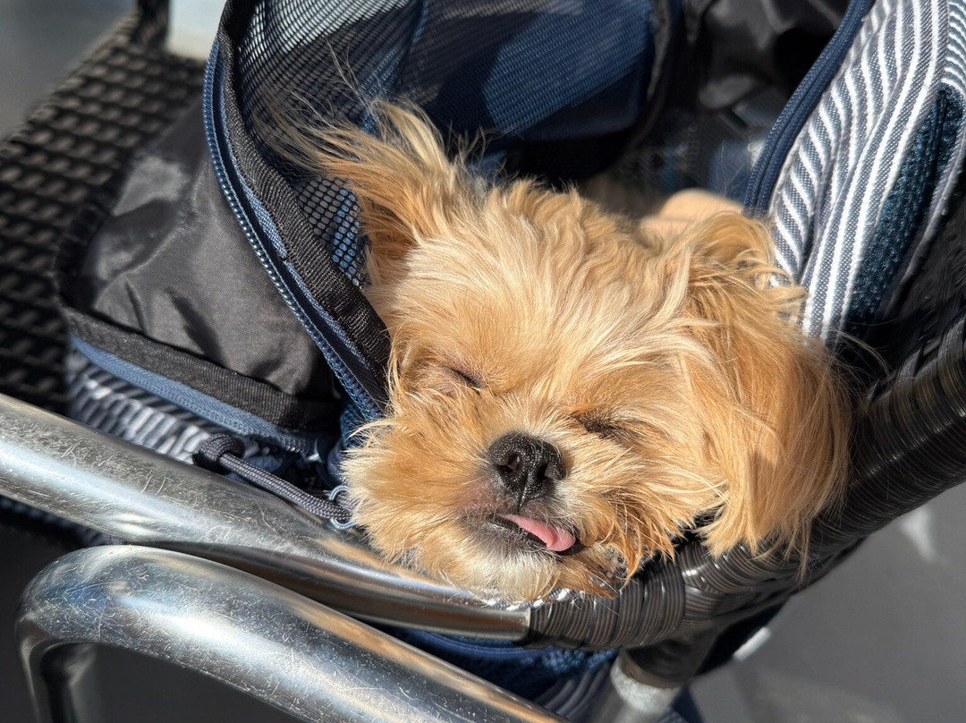 强罗公园-箱根町必去景点