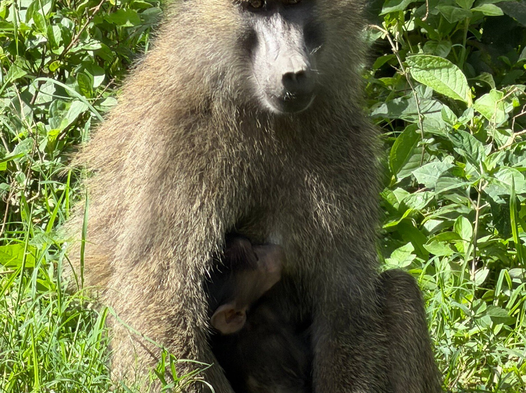 HIDAYA AFRICA TOURS AND TRAVEL-纳库鲁必去景点