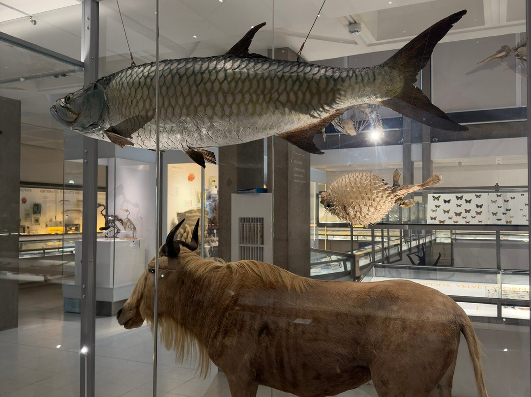 University Museum of Zoology-剑桥必去景点