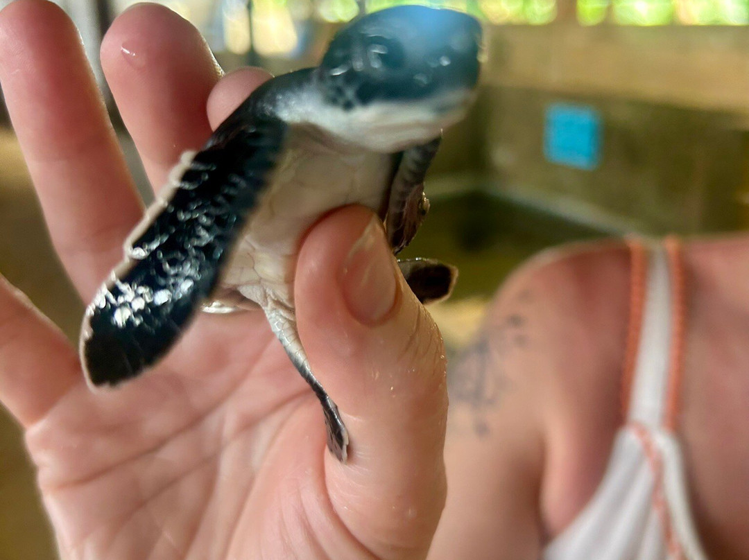 Sea Turtle Farm Galle Mahamodara-加勒必去景点