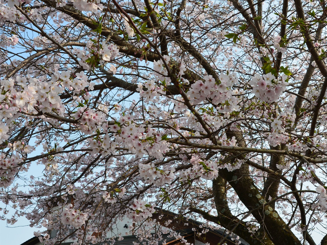 Iwamotoyama Park-富士市必去景点