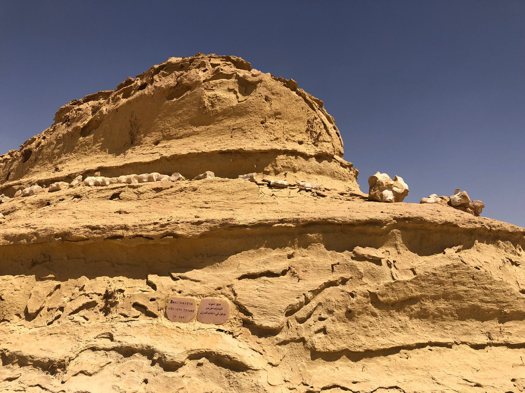 Explore Fayoum Tours-法尤姆必去景点