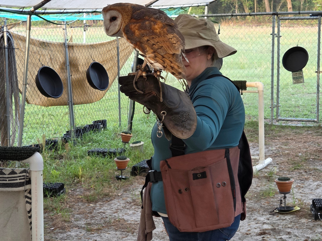 International Falconry Academy-Live Oak必去景点