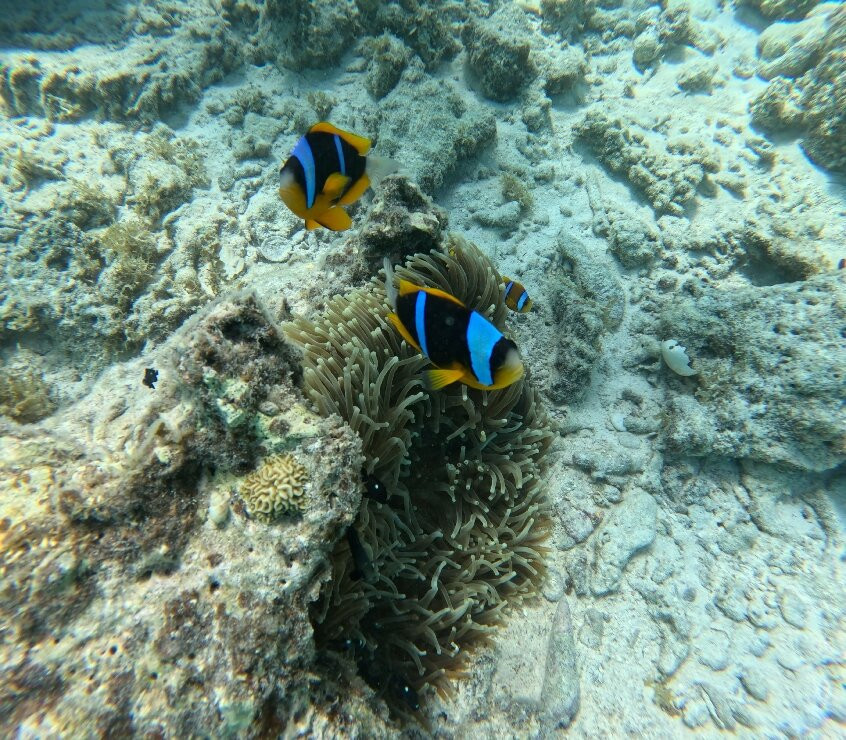 Dive Point Zanzibar-Matemwe必去景点