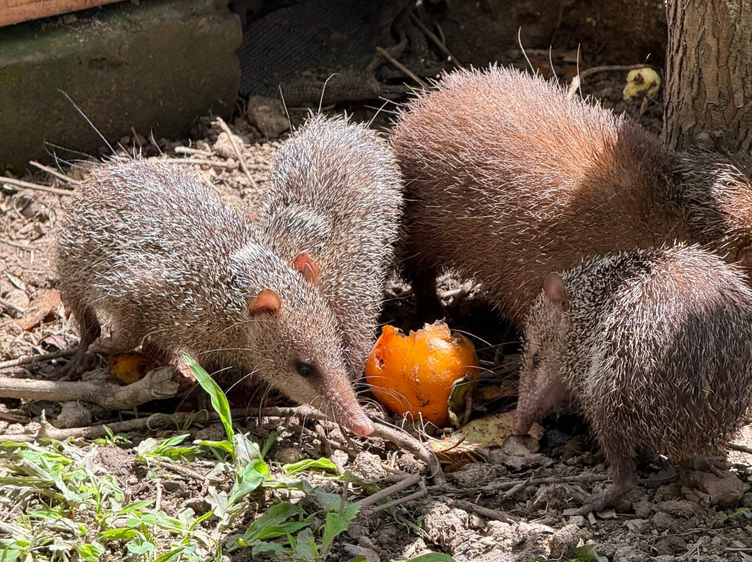 Reserve Peyrieras Madagascar Exotic-Marozevo必去景点