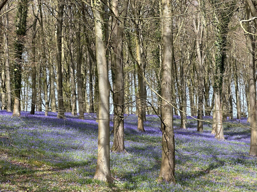 King's Wood-Challock必去景点