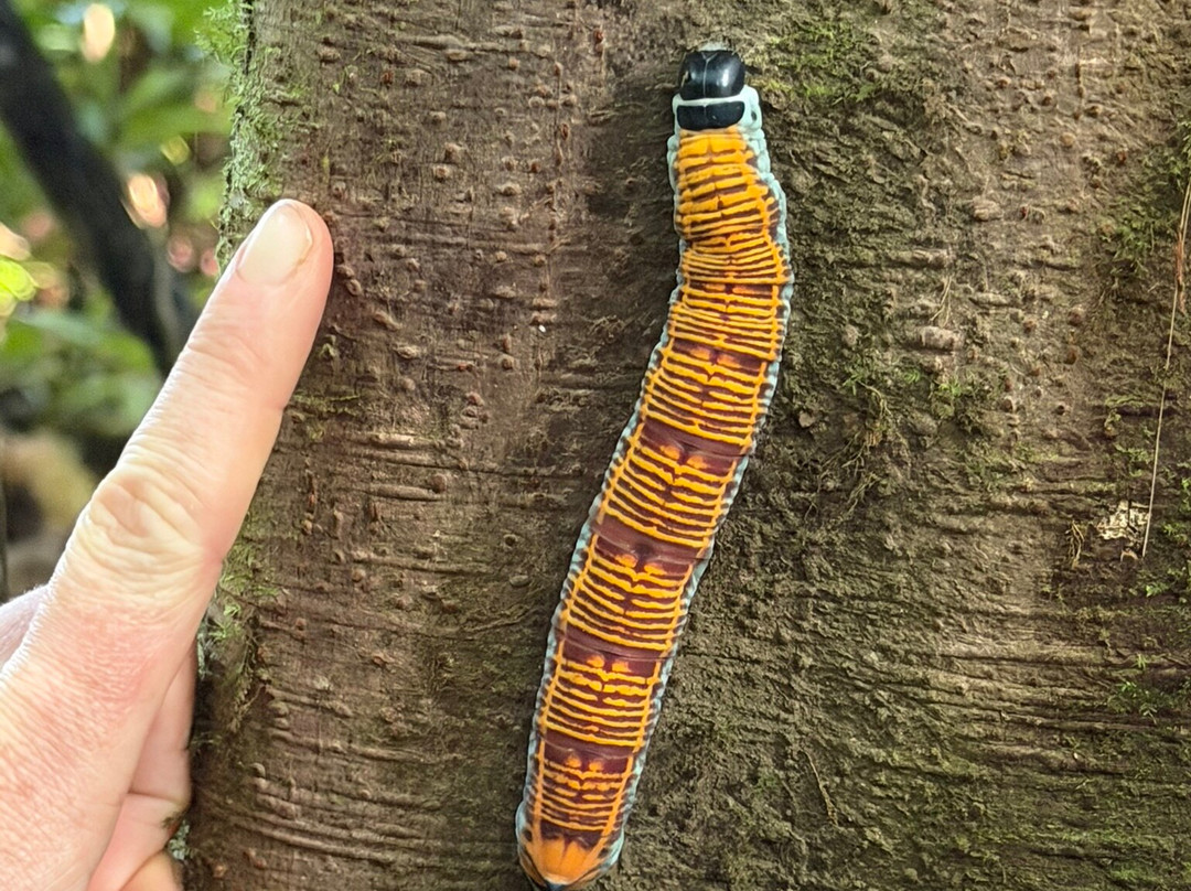 Heliconias Hanging Bridges Trails-Bijagua de Upala必去景点