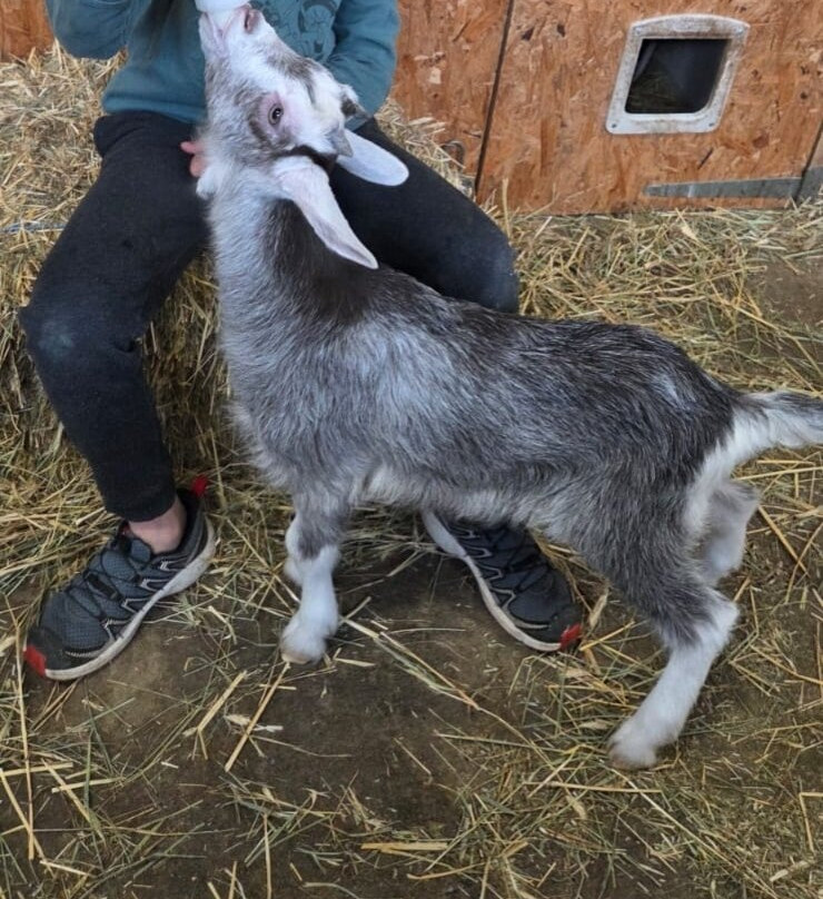 La Ferme des Pommeaux Blancs