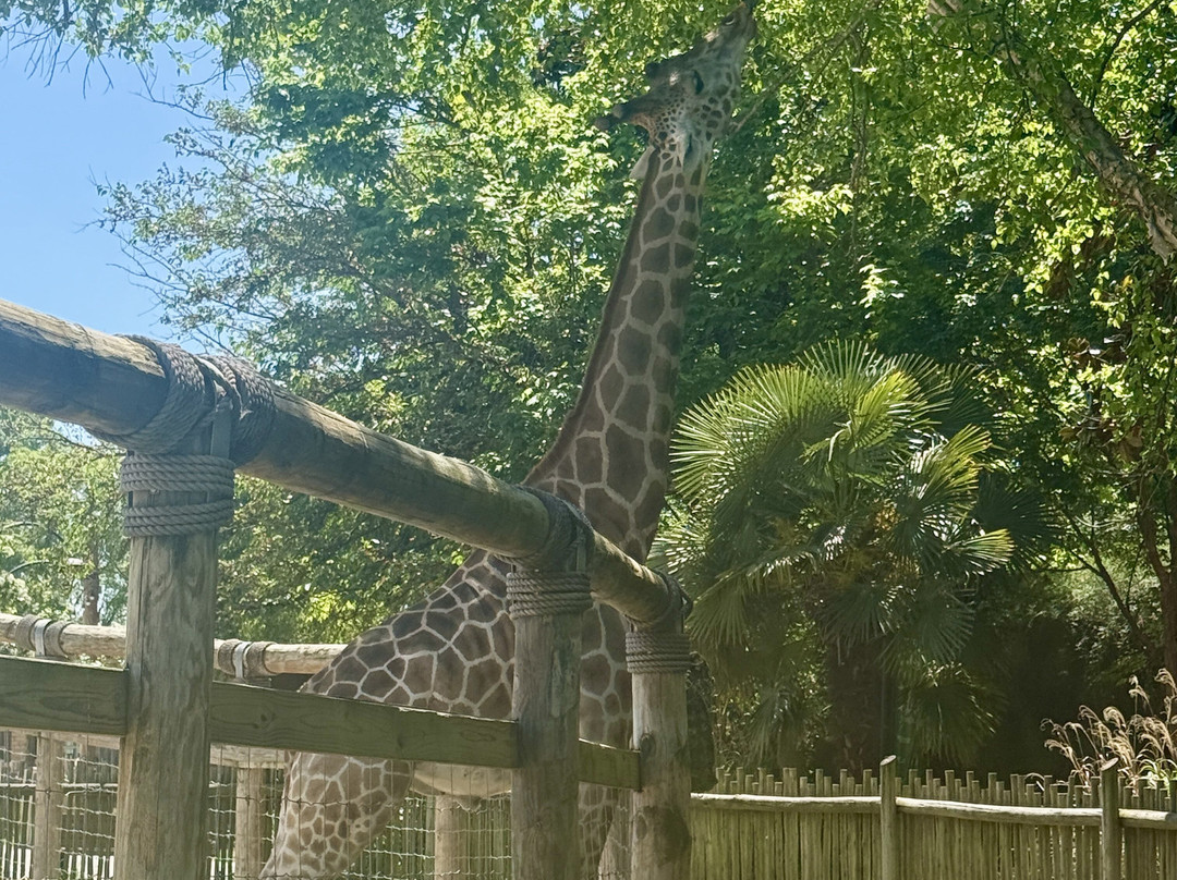 Chattanooga Zoo-查塔努加必去景点