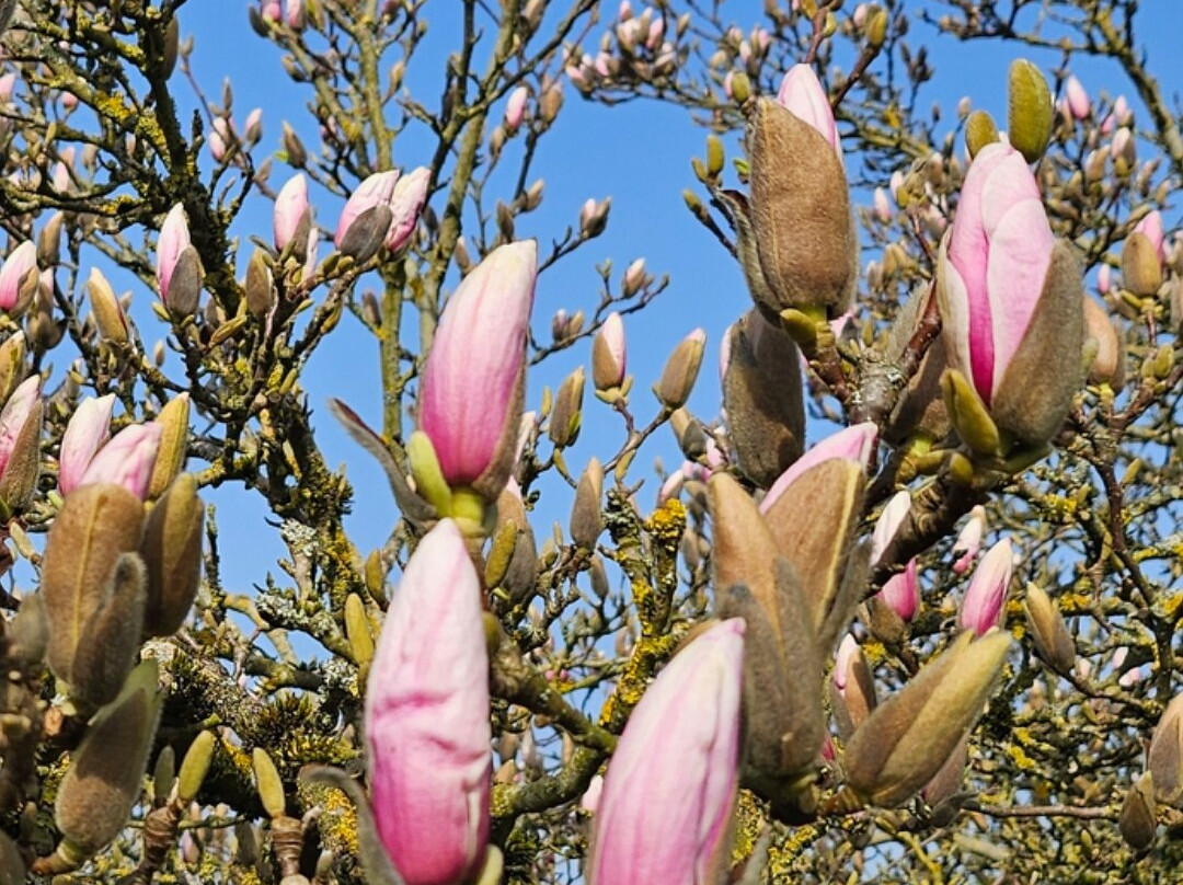 Jardin Botanique Jean-Marie Pelt-Villers-les-Nancy必去景点