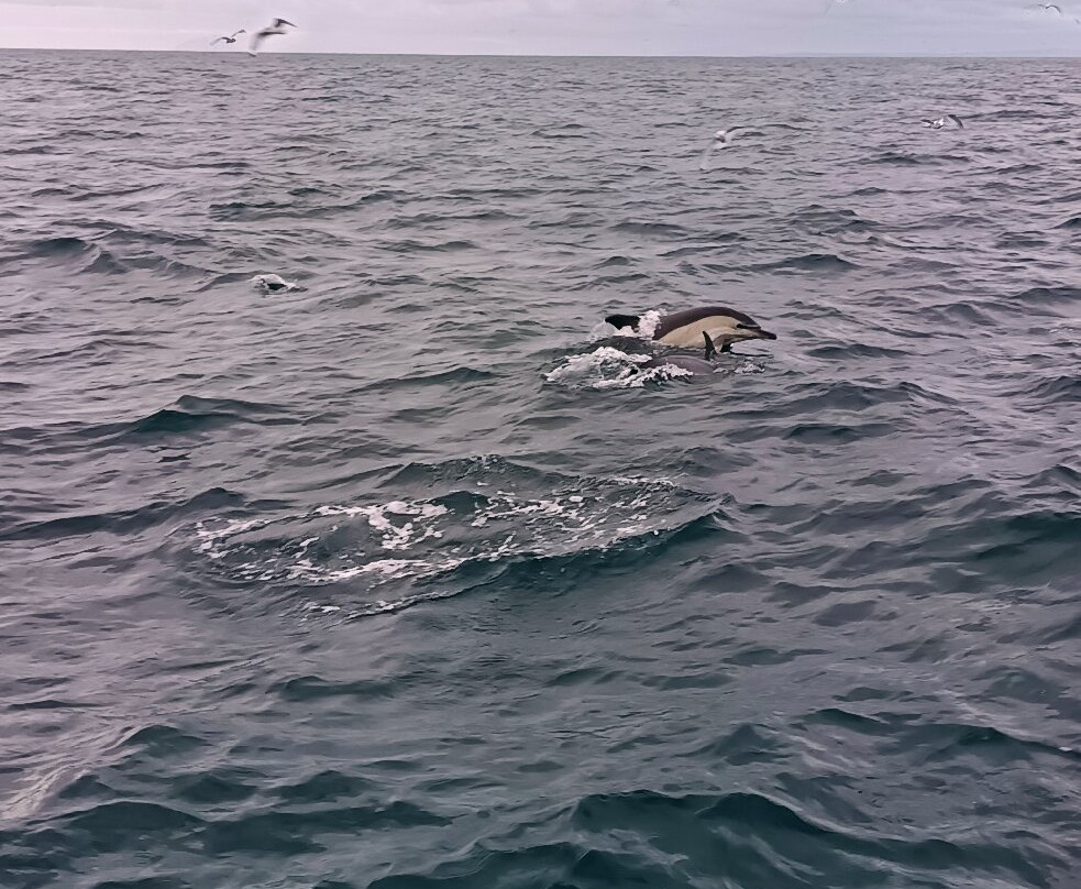 Killybegs Angling Charters-Killybegs必去景点