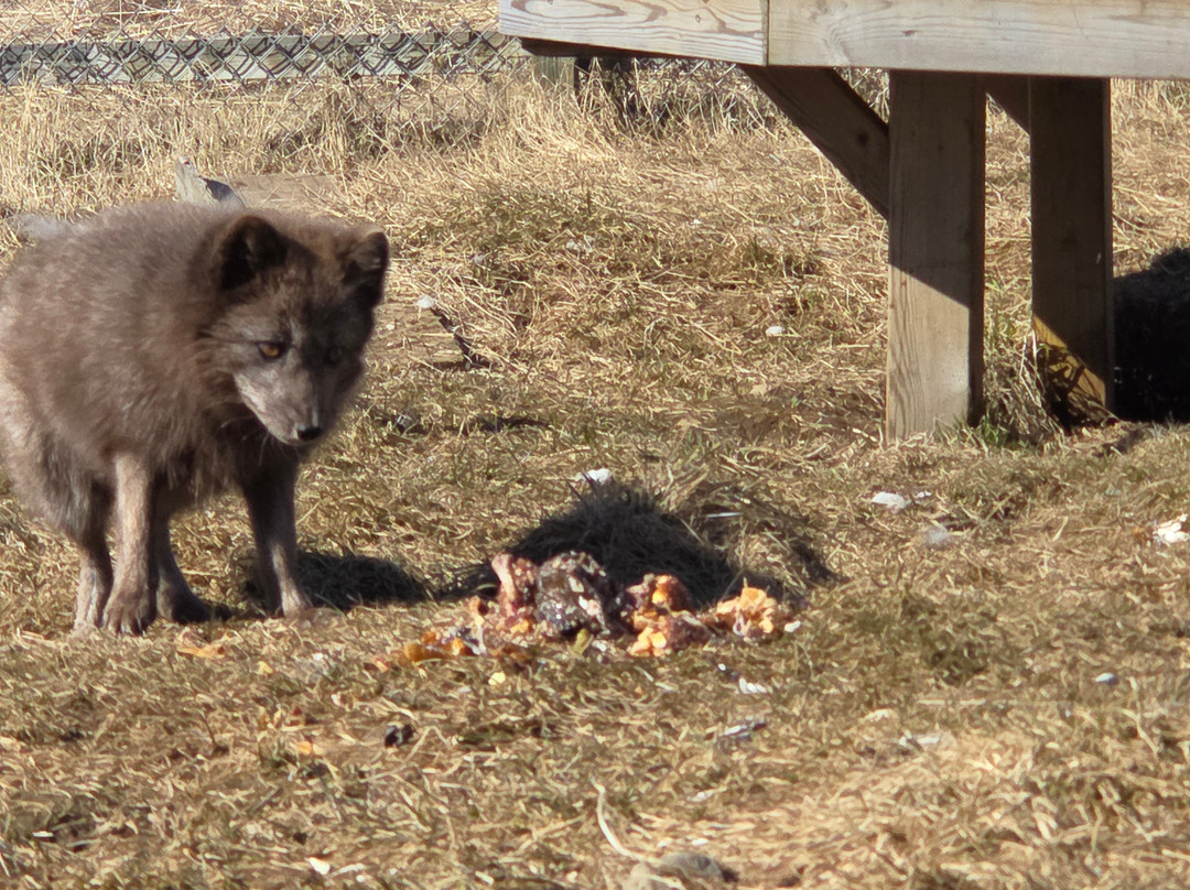 The Arctic Fox Centre-Sudavik必去景点