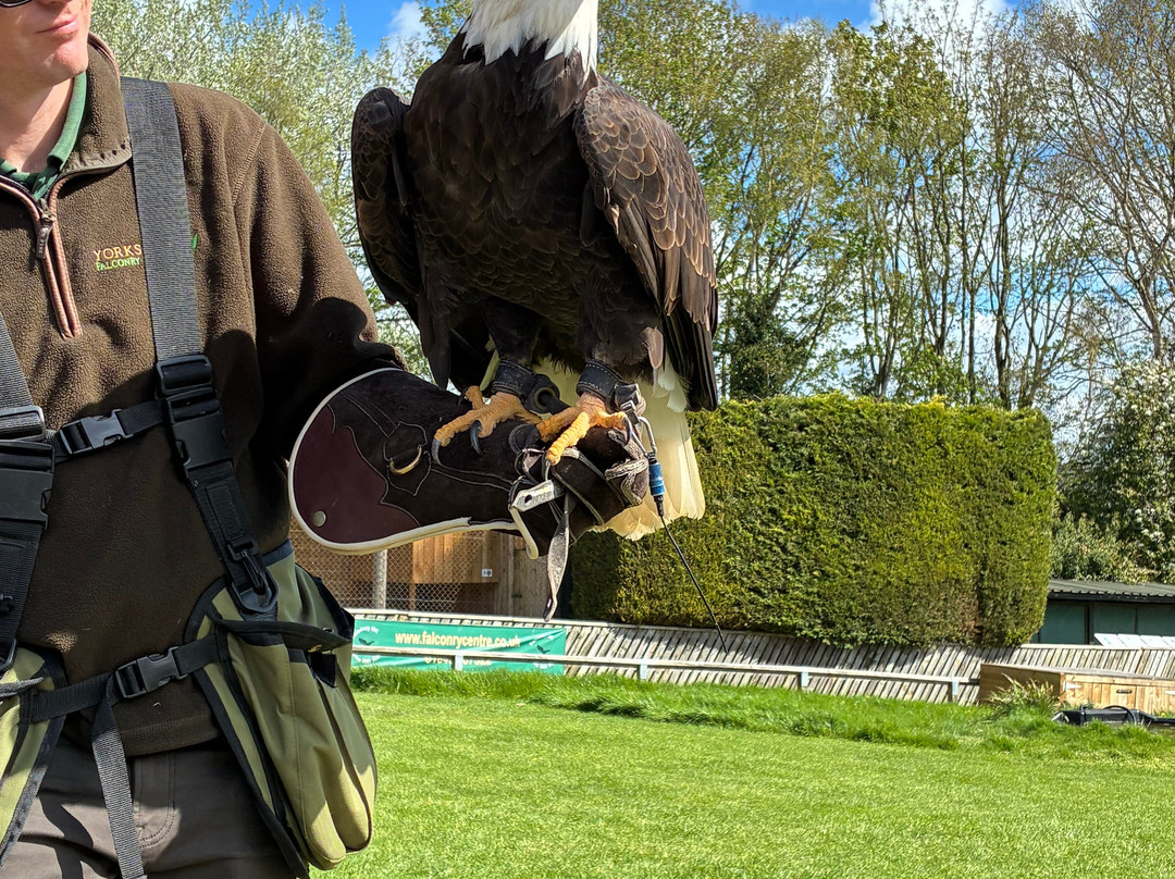 Thirsk Birds Of Prey Centre-瑟斯克必去景点
