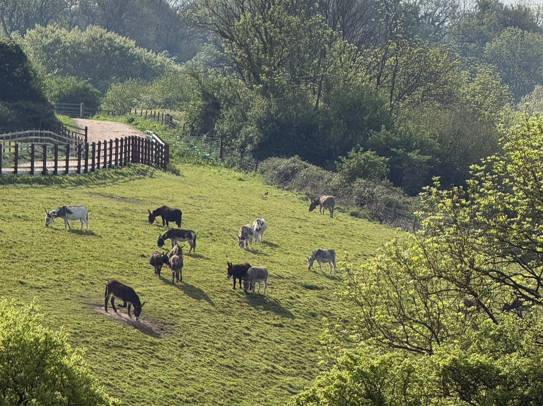 The Donkey Sanctuary-西德茅斯必去景点