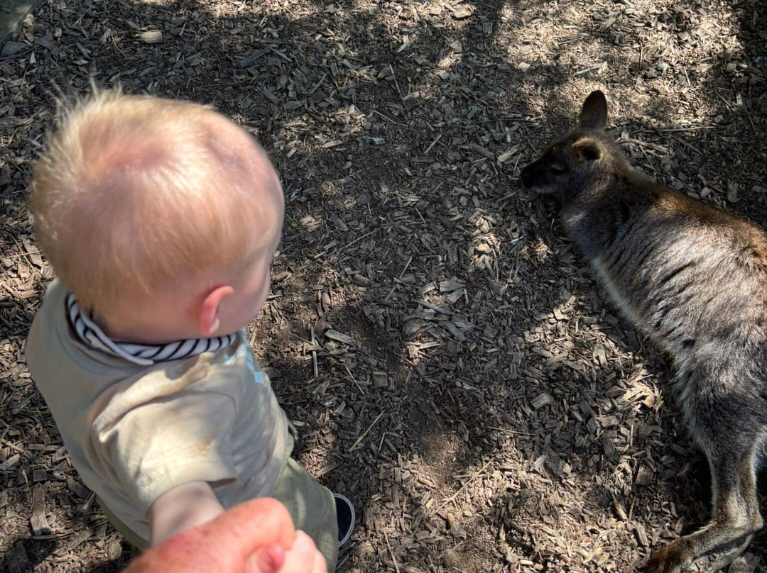 Uilen- en Dierenpark De Paay-Beesd必去景点