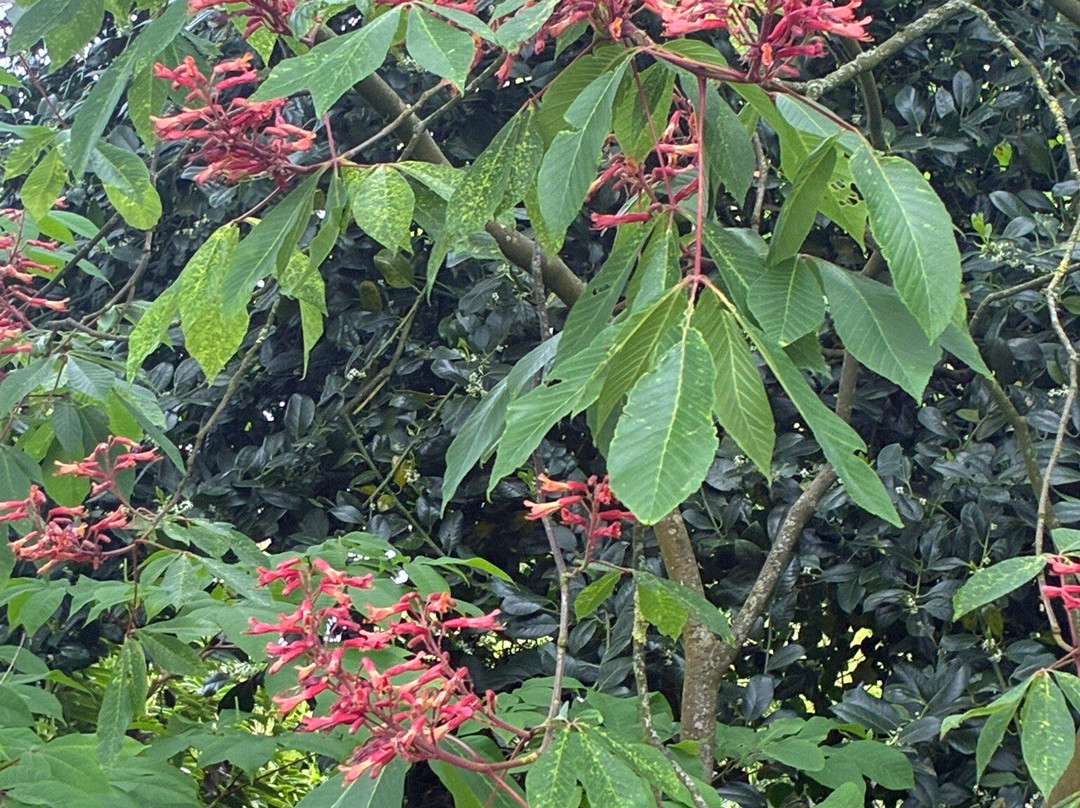 Botanische Tuin Dr. Costerus-Hilversum必去景点