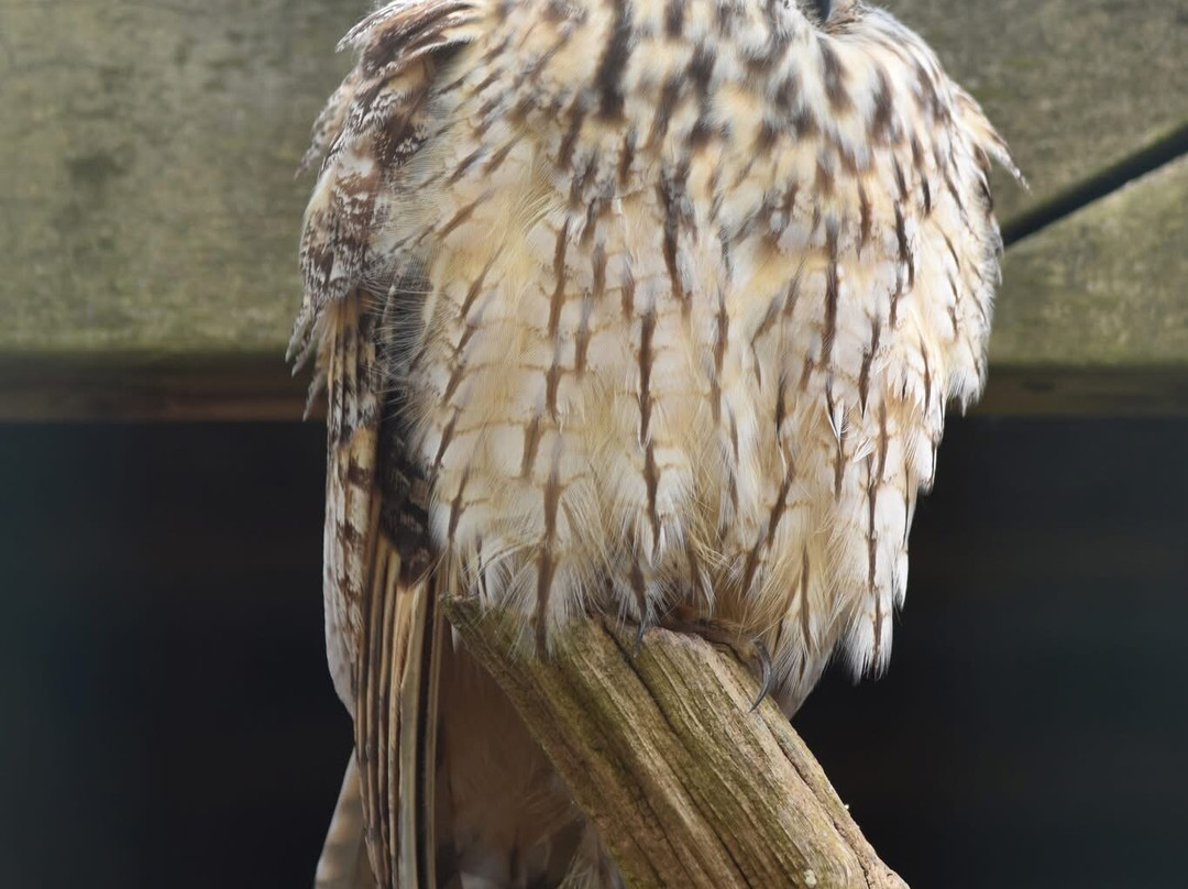 British Wildlife Centre-Lingfield必去景点
